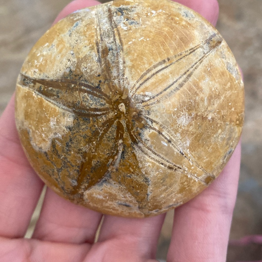 ⭐️ 450 million years old!!! Rare Sea Urchin Fossil from Madagascar